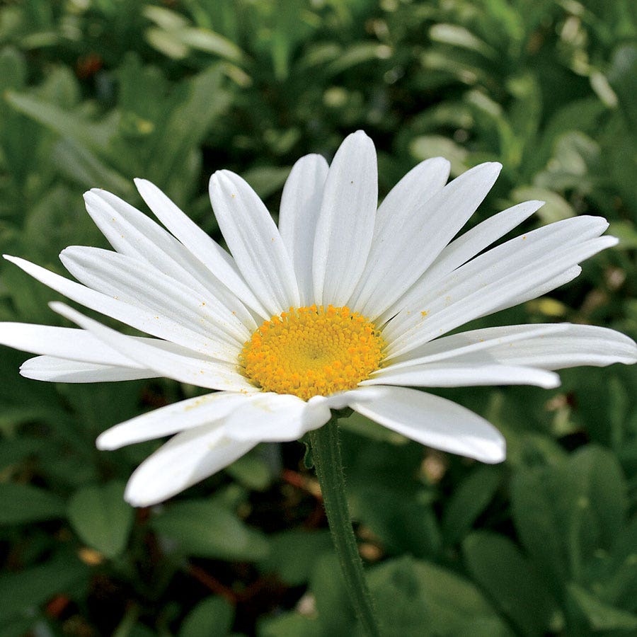 Leucanthemum 'Becky' Shasta Daisy
