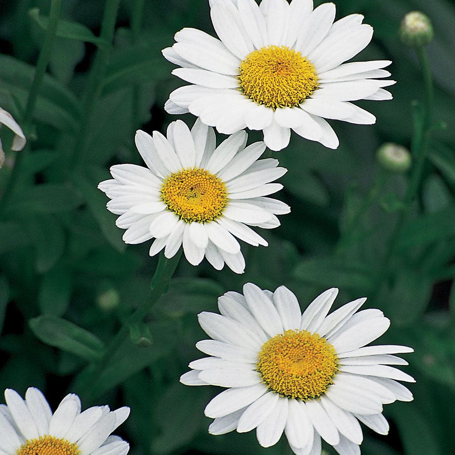 Leucanthemum 'Becky' Shasta Daisy