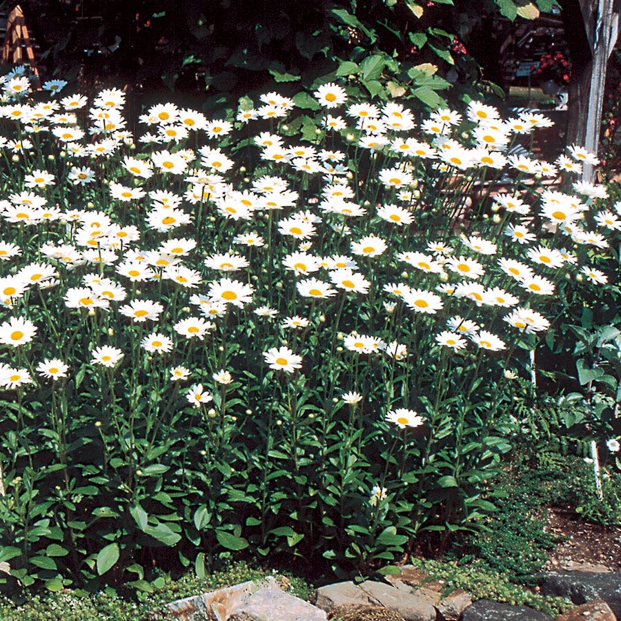 Leucanthemum 'Becky' Shasta Daisy