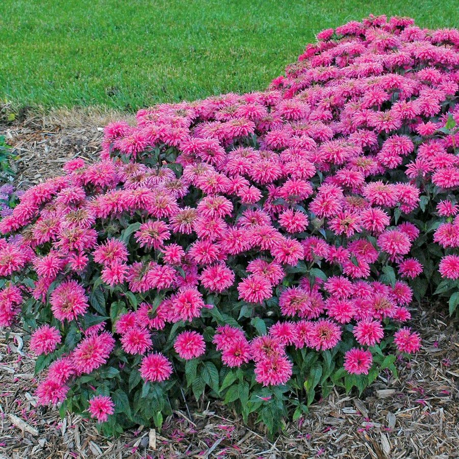 Monarda Sugar Buzz® 'Bubblegum Blast' Bee Balm