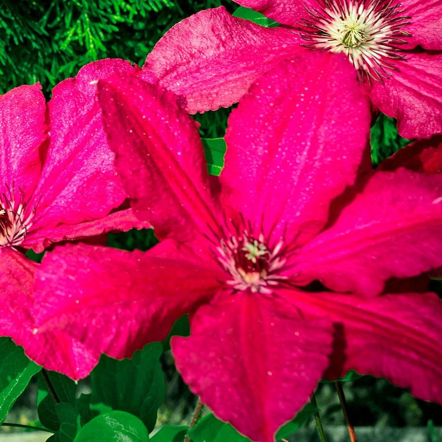 Clematis 'Ernest Markham'