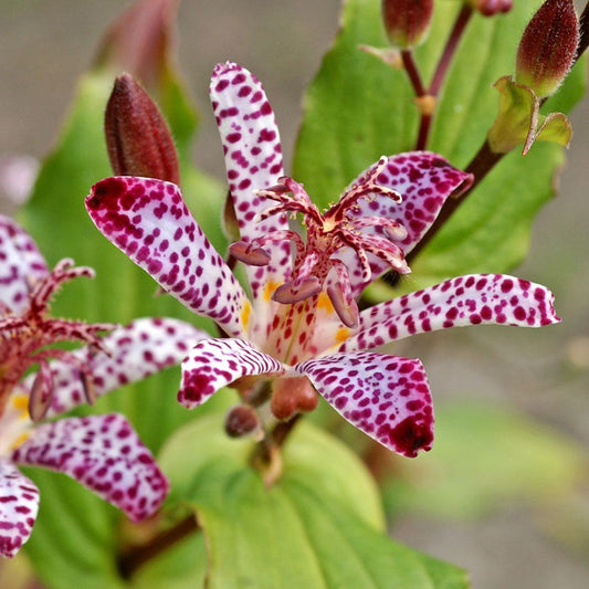 Tricyrtis 'Empress' Toad Lily