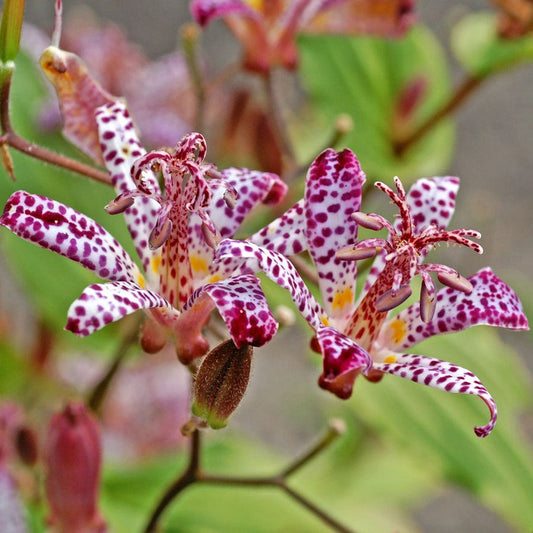 Tricyrtis 'Empress' Toad Lily