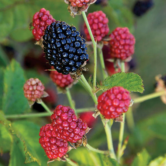 Rubus Bushel and Berry® Baby Cakes® Blackberry