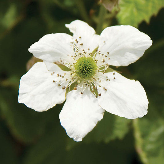 Rubus Bushel and Berry® Baby Cakes® Blackberry