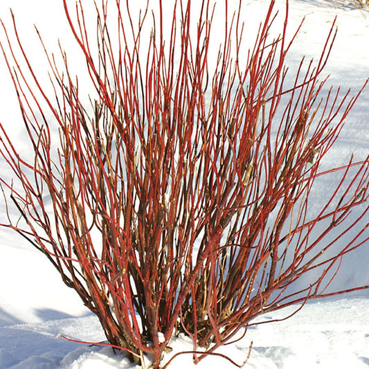 Cornus Arctic Fire® Red Dogwood