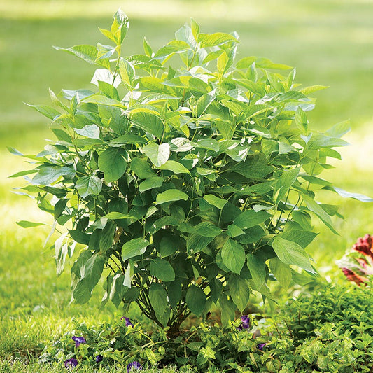 Cornus Arctic Fire® Red Dogwood