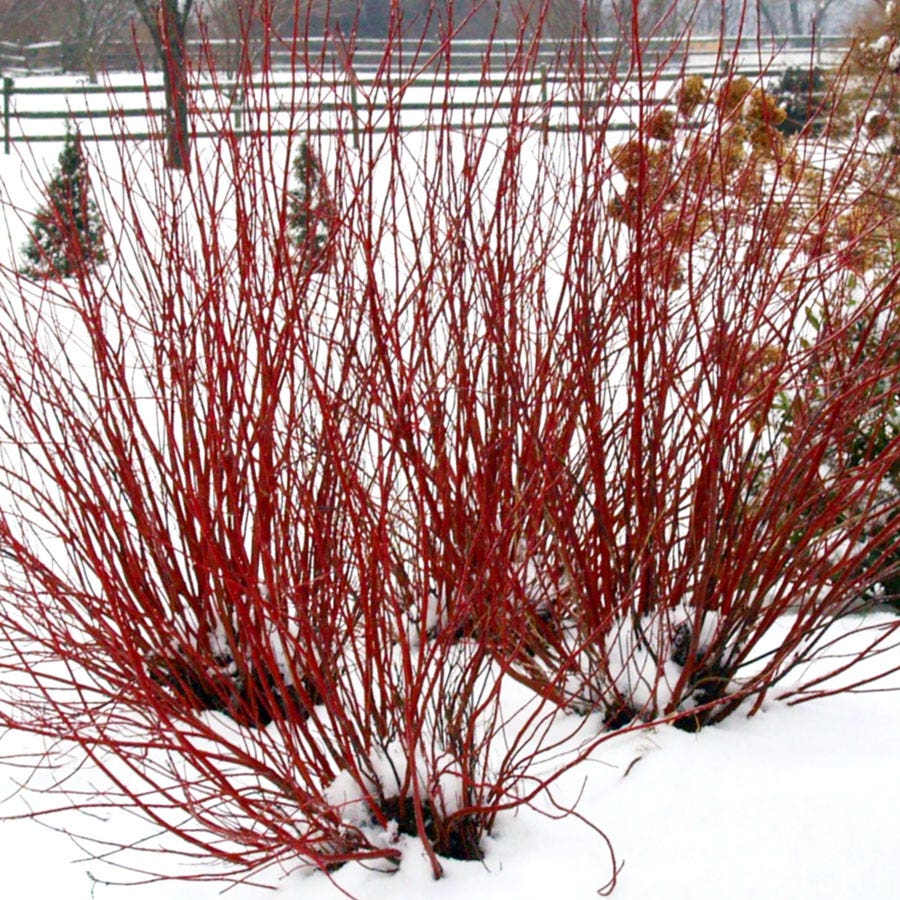 Cornus Arctic Fire® Red Dogwood