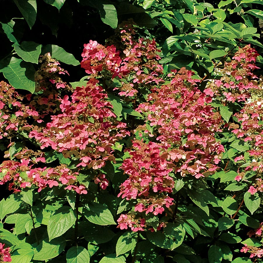 Hydrangea Fire and Ice™ Panicle Hydrangea
