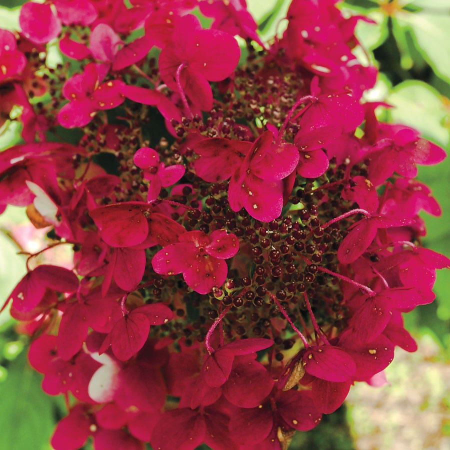 Hydrangea Fire and Ice™ Panicle Hydrangea