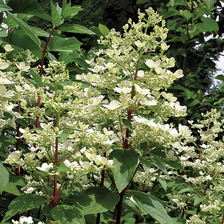 Hydrangea Fire and Ice™ Panicle Hydrangea