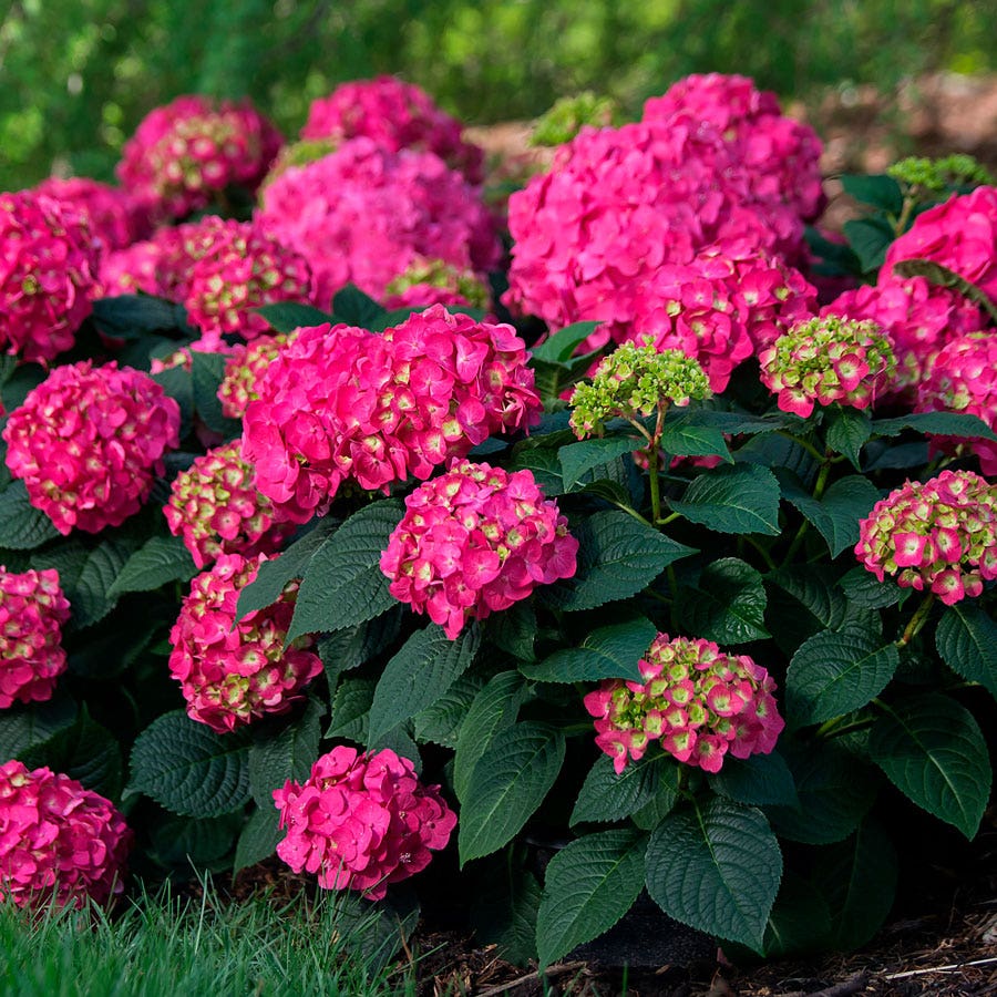 Hydrangea Endless Summer® Summer Crush® Bigleaf Hydrangea