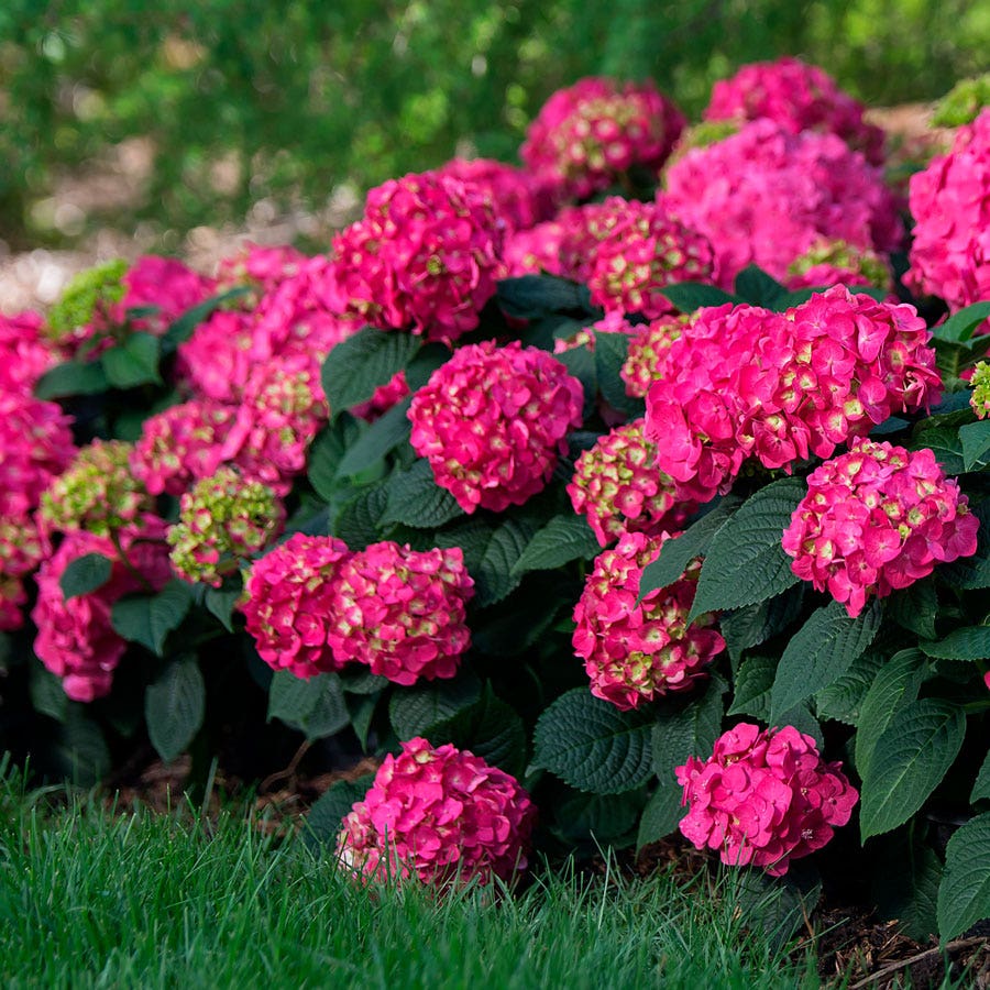 Hydrangea Endless Summer® Summer Crush® Bigleaf Hydrangea