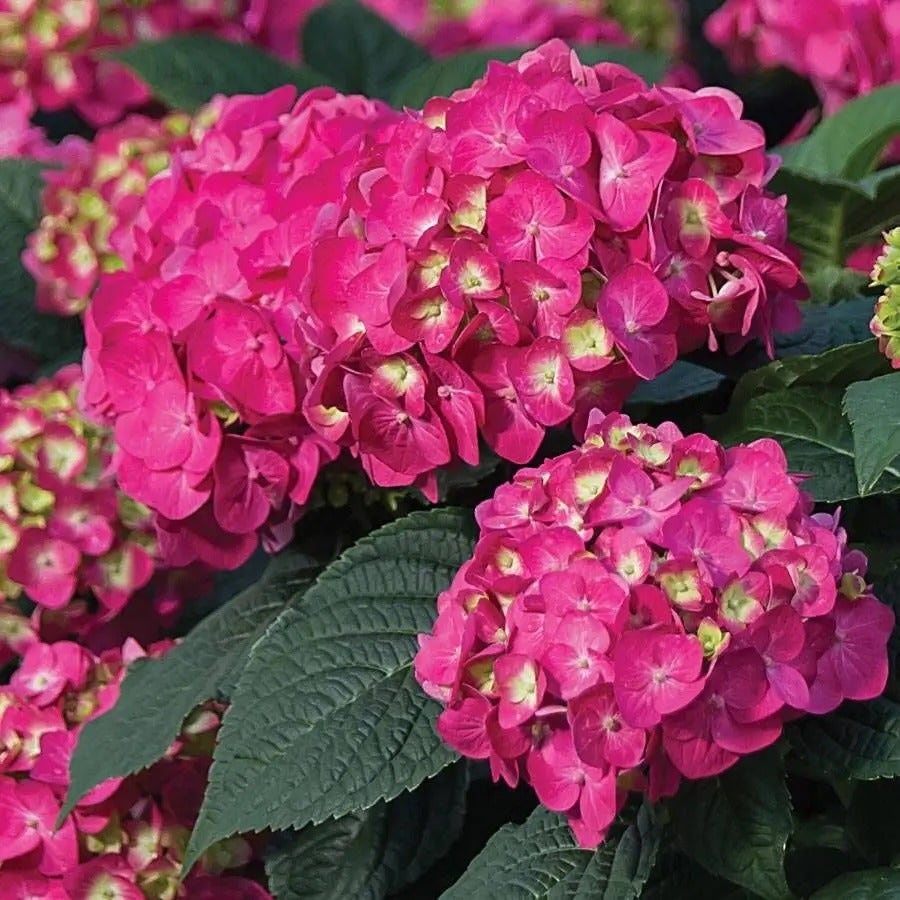Hydrangea Endless Summer® Summer Crush® Bigleaf Hydrangea