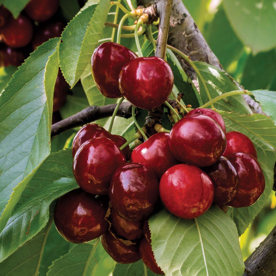 Prunus 'Stella' Compact Cherry Tree