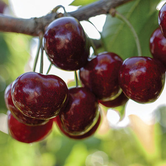 Prunus 'Stella' Compact Cherry Tree