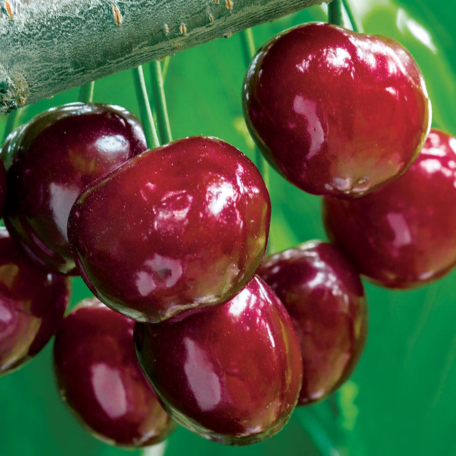 Prunus 'Stella' Compact Cherry Tree