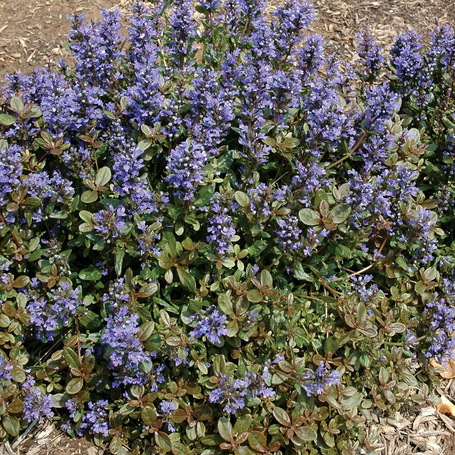 ajuga herbicide Ajuga 'Chocolate Chip' Bugleweed