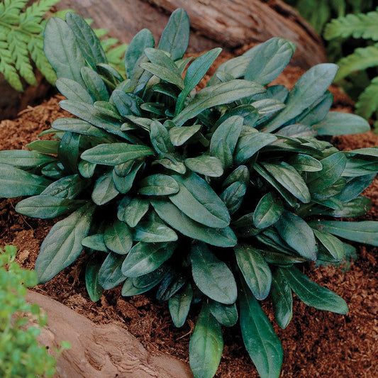 Ajuga 'Chocolate Chip' Bugleweed