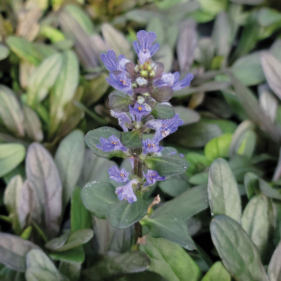Ajuga 'Chocolate Chip' Bugleweed