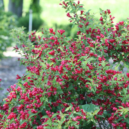 Weigela Sonic Bloom® Red