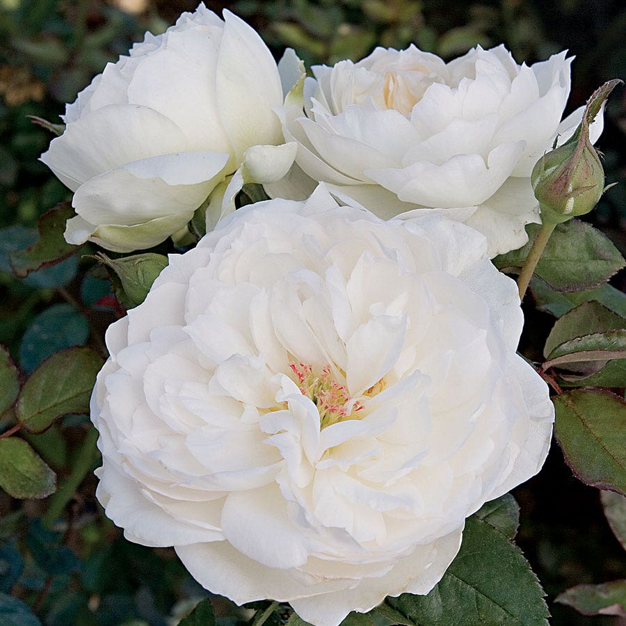 Rosa Bolero™