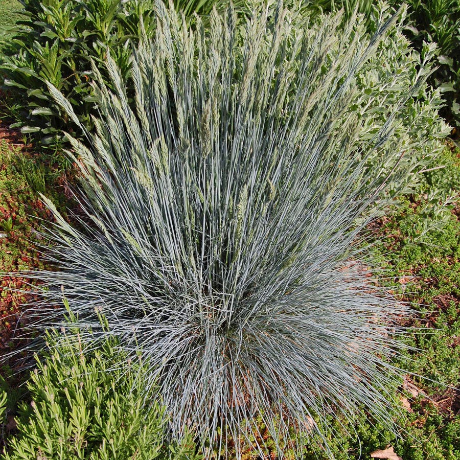 Festuca Beyond Blue™ Ornamental Fescue