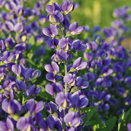Baptisia Decadence® 'Blueberry Sundae' False Indigo