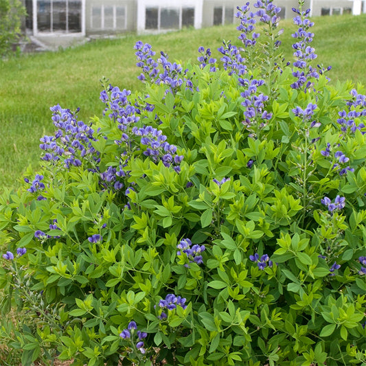 Baptisia Decadence® 'Blueberry Sundae' False Indigo