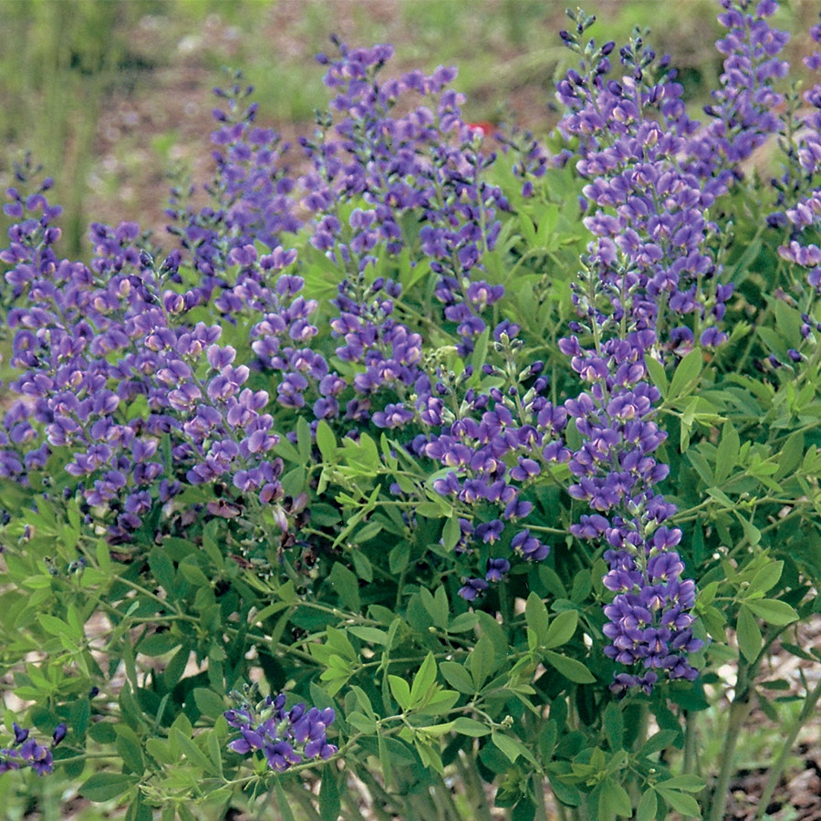 Baptisia Decadence® 'Blueberry Sundae' False Indigo