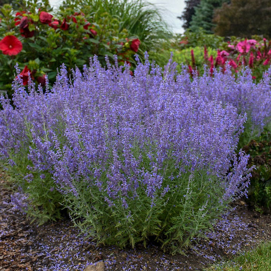 Perovskia 'Denim 'n Lace' Russian Sage