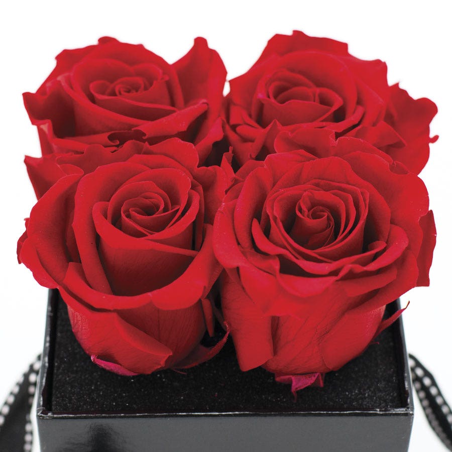 Rosepops™ Fourget Me Not Cherry Crush Preserved Roses
