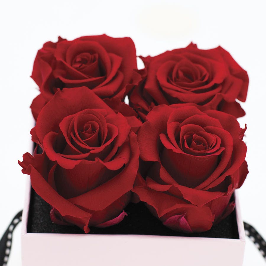 Rosepops™ Fourget Me Not Cherry Crush Preserved Roses