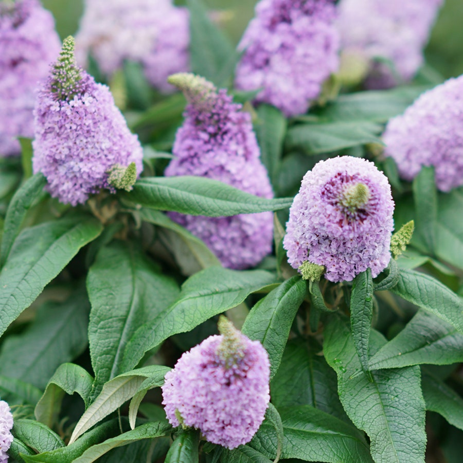 Buddleia Pugster® Amethyst Butterfly Bush