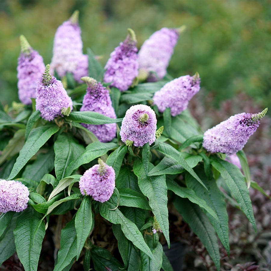 Buddleia Pugster® Amethyst Butterfly Bush