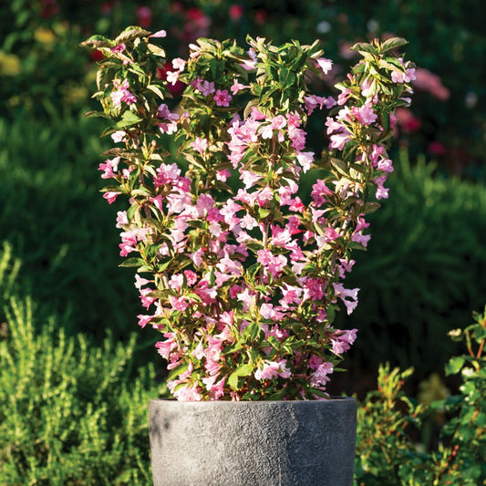 Weigela Towers of Flowers® Apple Blossom