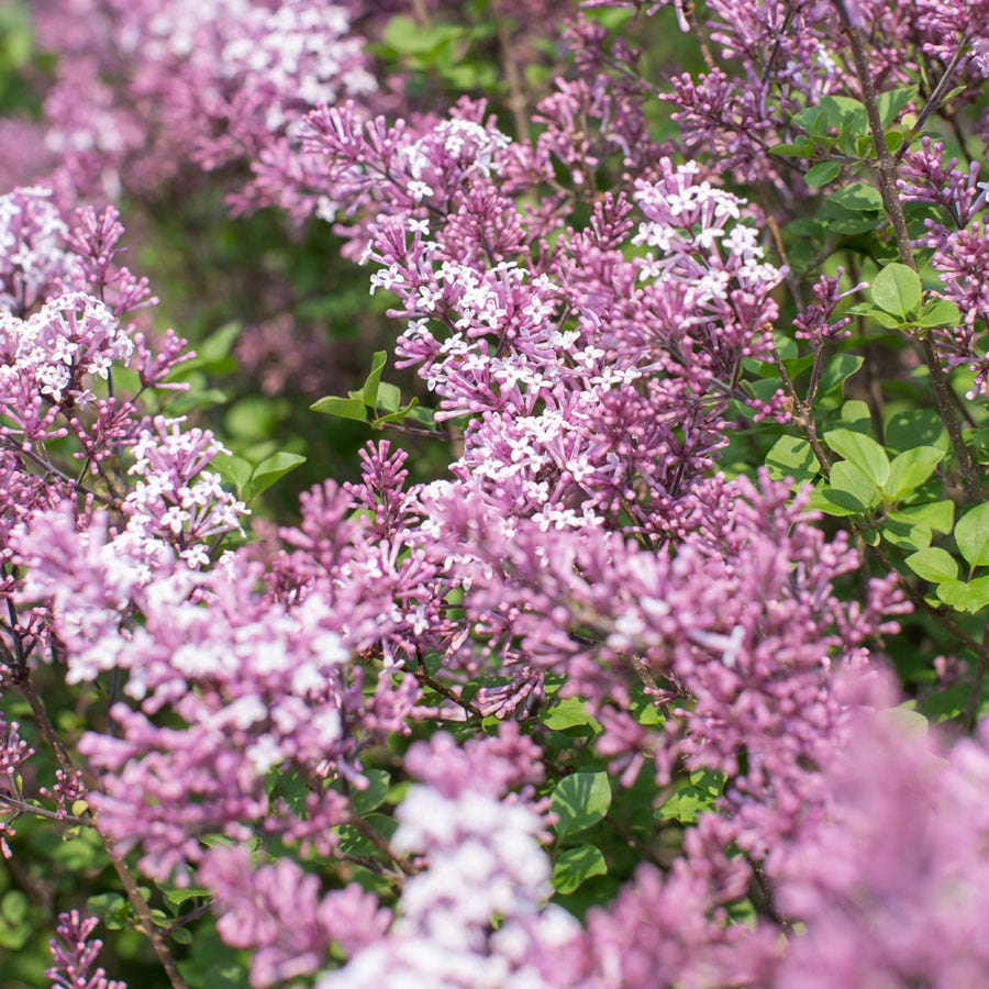 Syringa Dwarf Korean Lilac