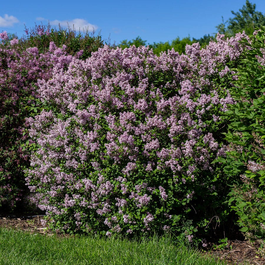 Syringa Dwarf Korean Lilac