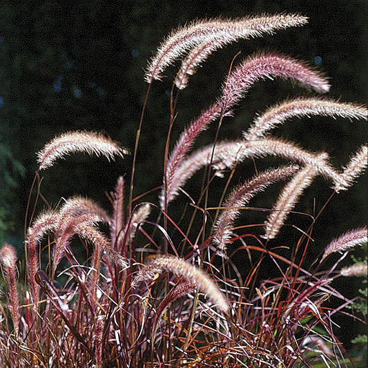 Pennisetum 'Rubrum' Fountain Grass