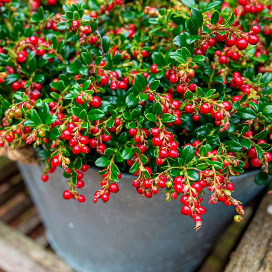Vaccinium 'Red Candy' Lingonberry