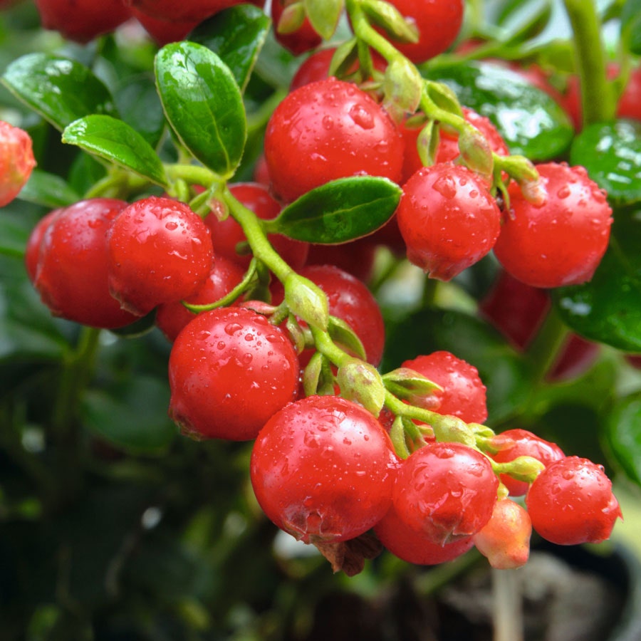 Vaccinium 'Red Candy' Lingonberry