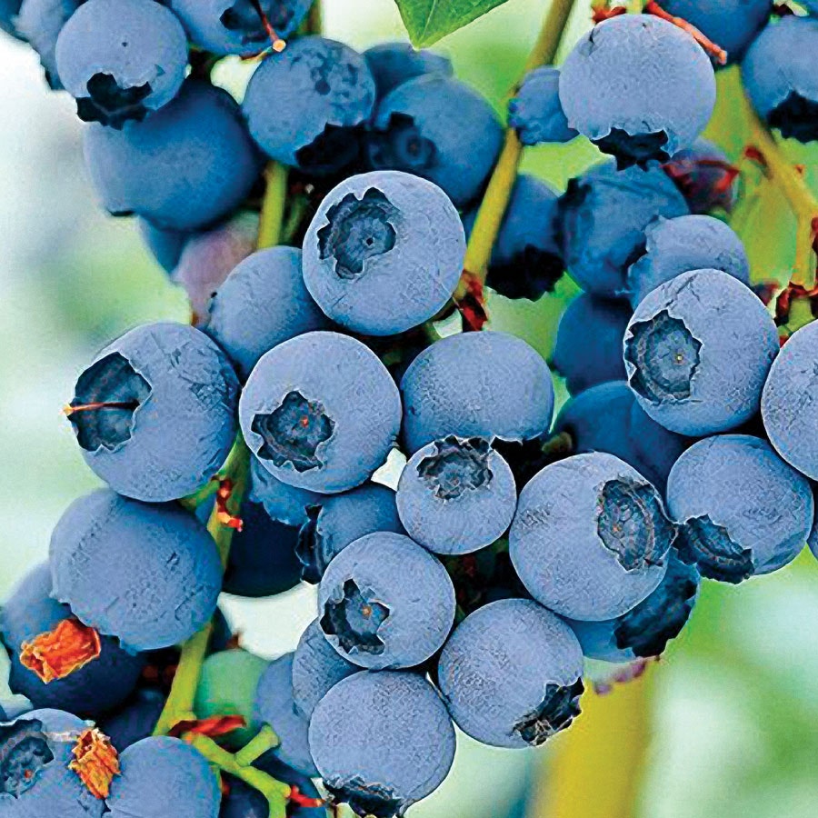 Vaccinium 'Razz' Blueberry