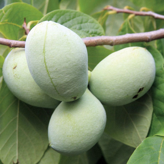Asimina 'Mango' Paw Paw