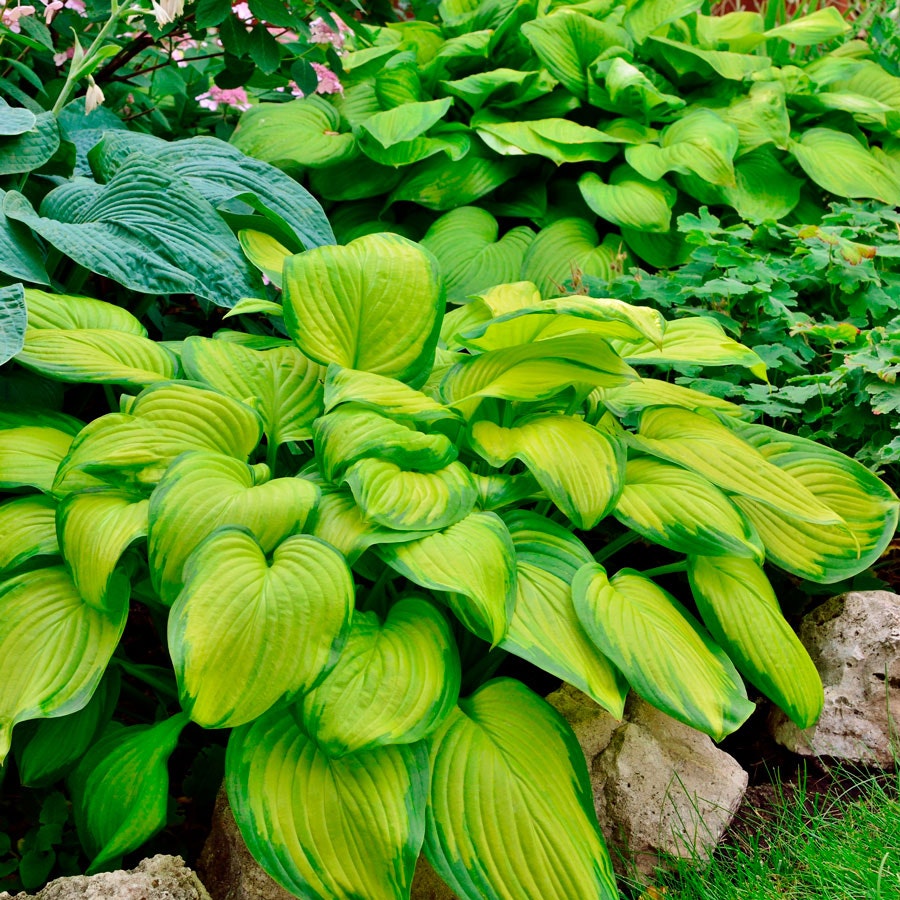 perennial hostas plantain lily flower 'Stained Glass' Hosta Plantain Lily