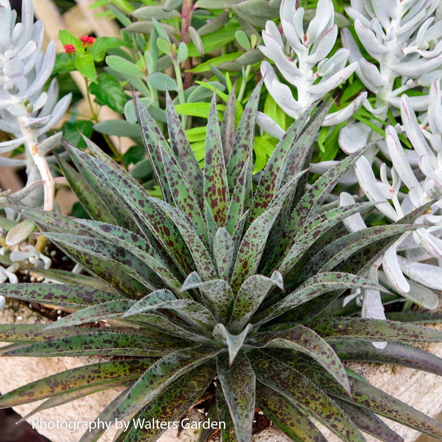 pineapple express plant Mangave Mad About Mangave® 'Pineapple Express' – Wayside Gardens