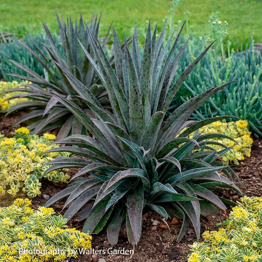 Mangave Mad About Mangave® 'Pineapple Express'