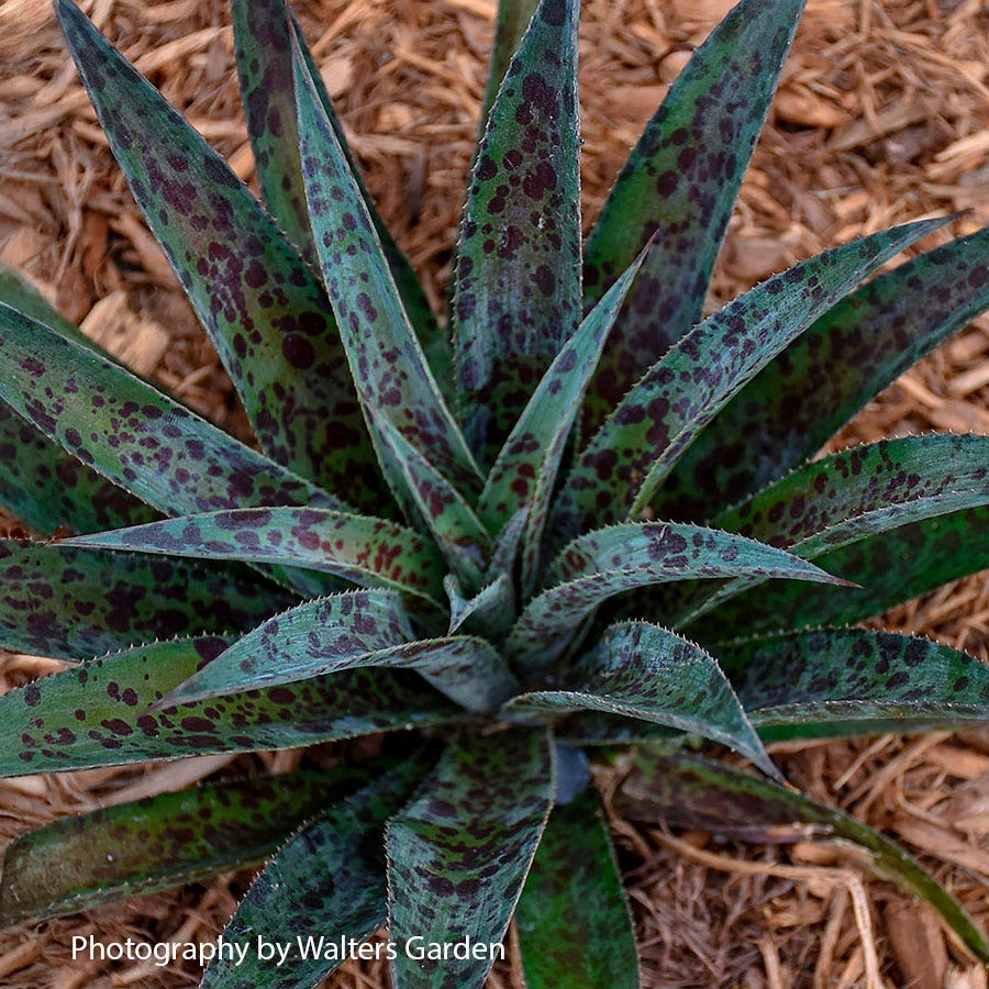 Mangave Mad About Mangave® 'Pineapple Express'