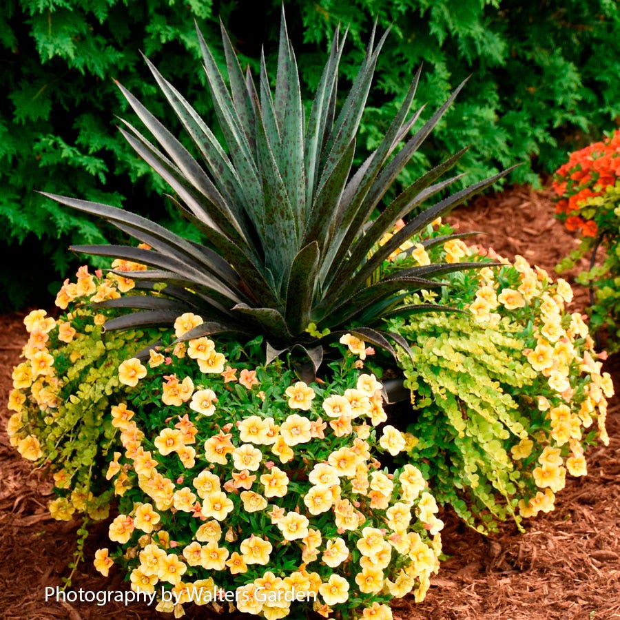 Mangave Mad About Mangave® 'Pineapple Express'
