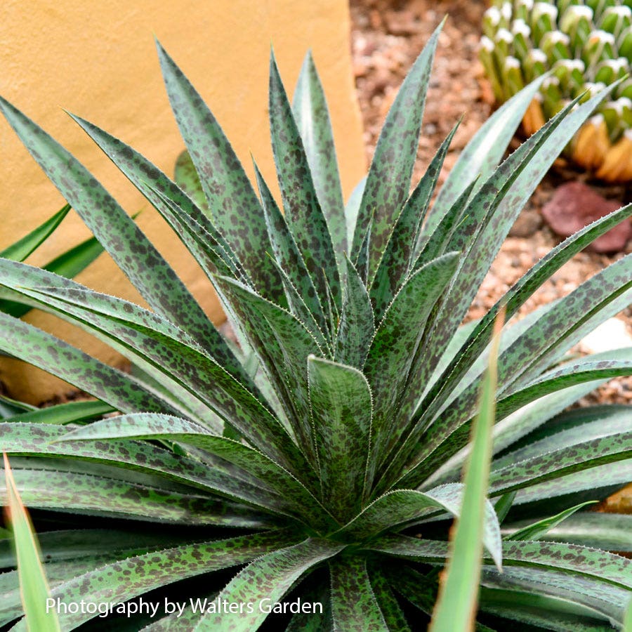 Mangave Mad About Mangave® 'Pineapple Express'