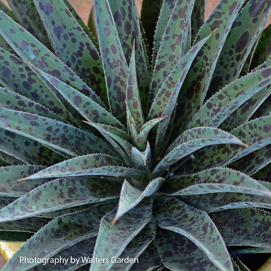 Mangave Mad About Mangave® 'Pineapple Express'